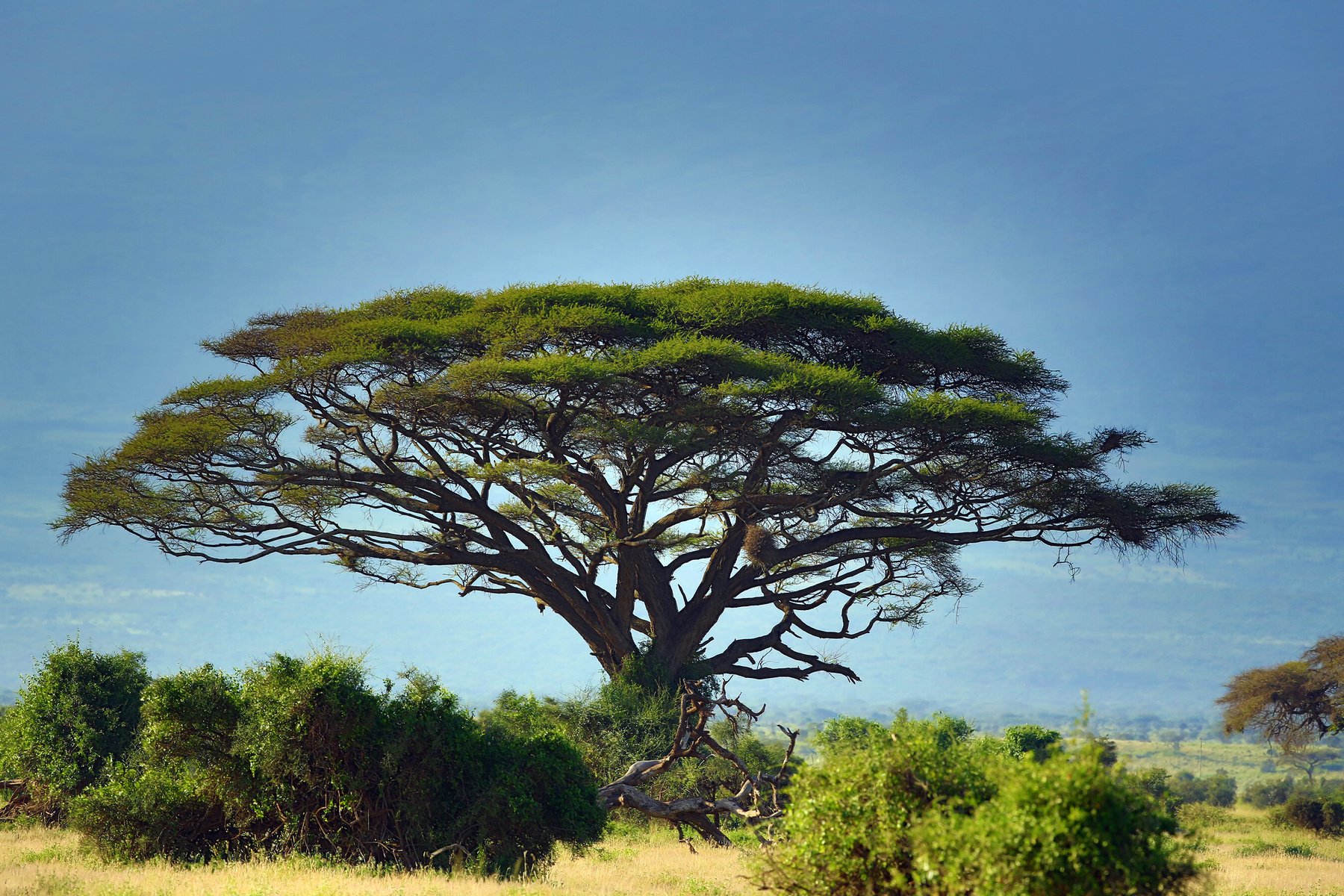 Africa Acacia Tree